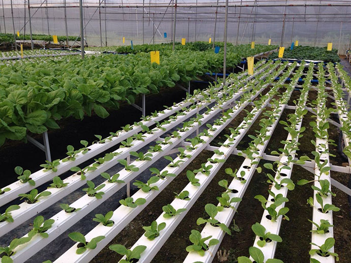 臭氧在無土栽培中的應(yīng)用